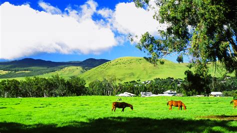 waimea big island hawaii.